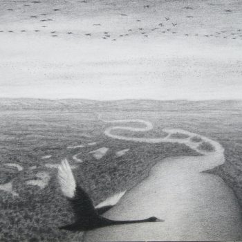 Maali (Black Swan) Dawn Flight